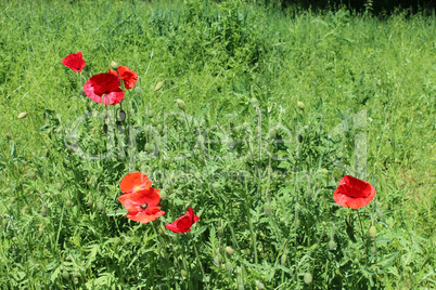 beautiful flowers of red poppy