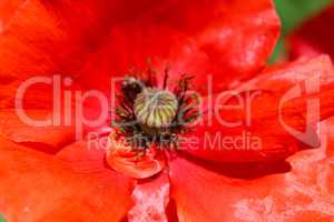 beautiful big flower of red poppy