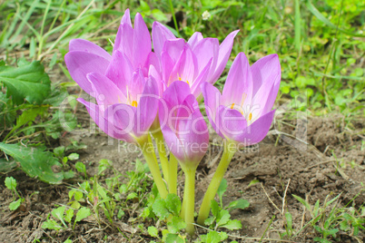 little bush of flowers of colchicum autumnale