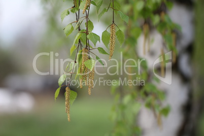 Birch foliage