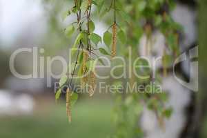 Birch foliage