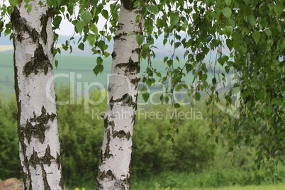 Birch foliage