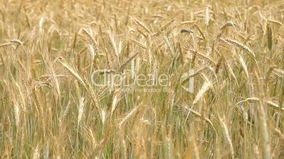 Mature cereal field