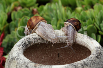 Snails