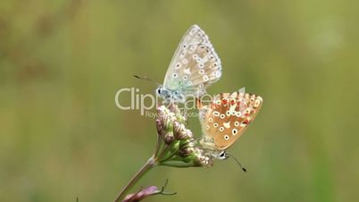 Butterflies Love (common blue)