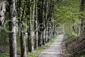 Waldweg im Frühling