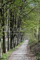 Waldweg im Frühling