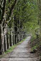 Waldweg im Frühling