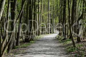 Waldweg im Frühling