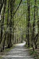 Waldweg im Frühling