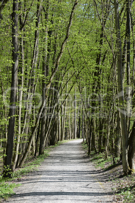 Waldweg im Frühling