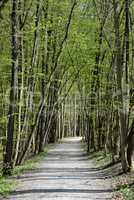 Waldweg im Frühling