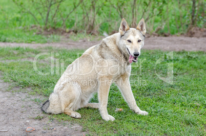 Dog on walk