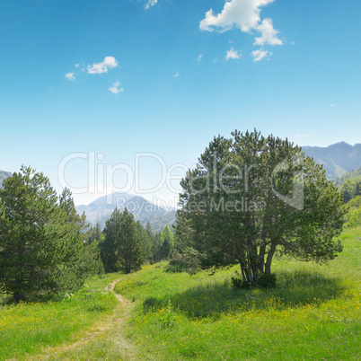 Beautiful pine trees on background high mountains