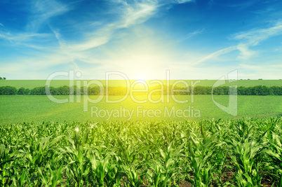 Beautiful sunset on corn field