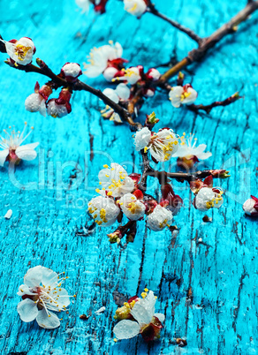 Blossoming buds of cherry