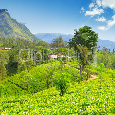 tea plantation on the picturesque hills