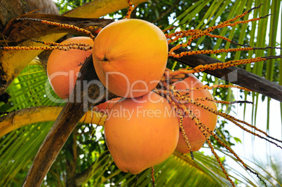 royal coconuts on a background of palm leaf
