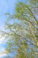 birch twigs against the blue sky