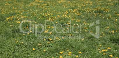 Dandelion at Spring