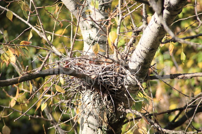 convolute nest on tree