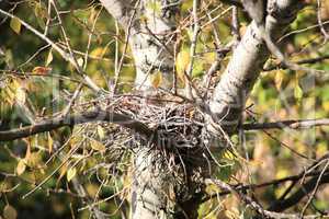convolute nest on tree