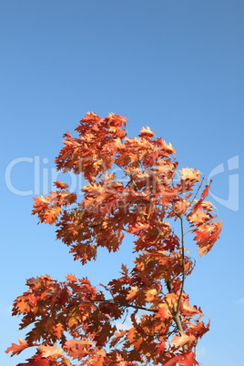 red oak leafs at autumn