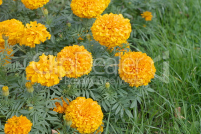 Yellow Flowers