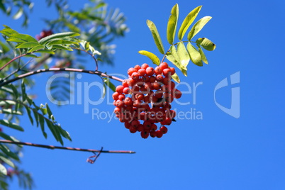 ashberry at dry sunny day