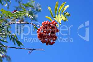 ashberry at dry sunny day