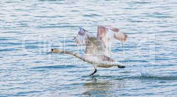 Young swan flying