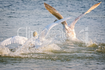Swans quarrel in the lake
