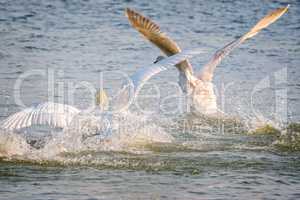 Swans quarrel in the lake