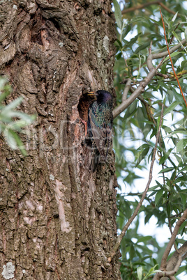 Starling on the tree