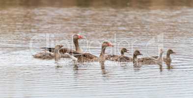 Graylag family on the water