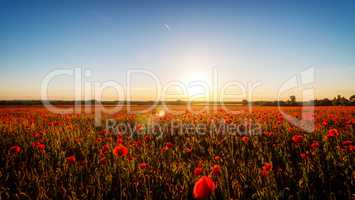 Sunset with poppies