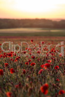 Landscape with poppies