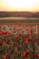 Landscape with poppies