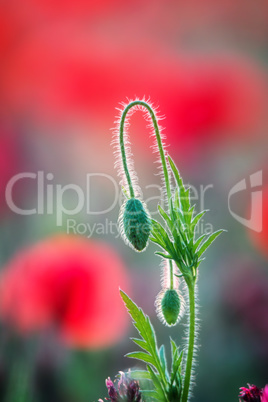 Close up of poppy bud