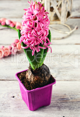 Blooming hyacinth in pot