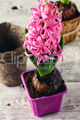 Blooming hyacinth in pot