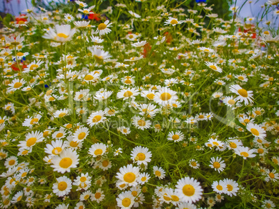 Camomile flower