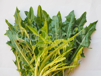 Catalonian chicory salad