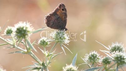 butterfly summer morning scene