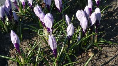 Krokus King of the Striped im Frühling