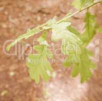 Retro looking An oak tree leaf
