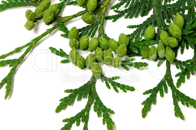 Green twig of thuja with cones