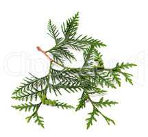Ttwig of thuja with green cones