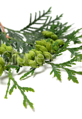 Green cones on twig of thuja