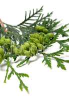 Green cones on twig of thuja